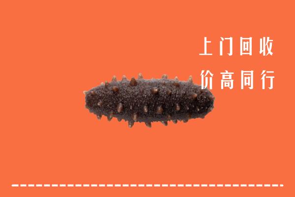 收购行情：惠安县回收海参